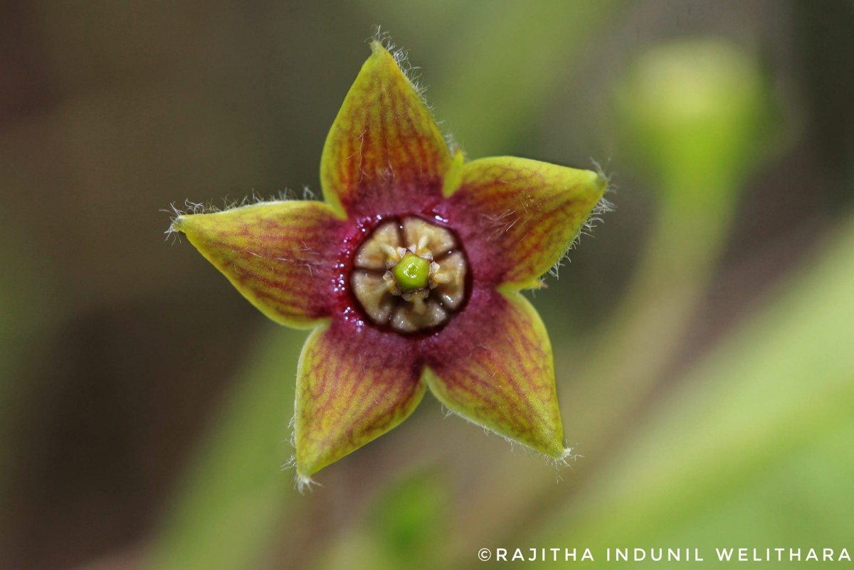 Vincetoxicum indicum (Burm.f.) Mabb.